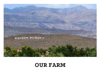 Olive farm in Prince Albert
