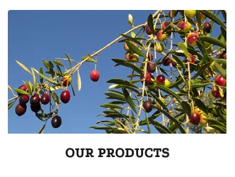 South African olives and extra virgin olive oil