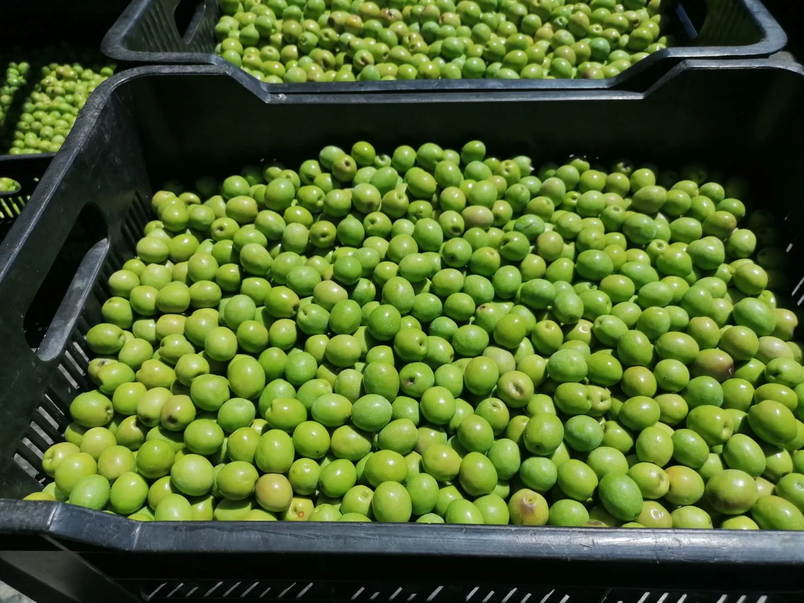 Freshly harvested South African olives in sorting crates at Swartrivier Farm, Prince Albert, showing the health benefits of olives